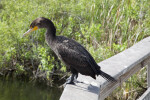 Double-Crested Cormorant Looking Down While Standing on a Rail