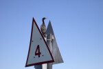 Double-Crested Cormorant Perched on a Sign