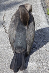 Double-Crested Cormorant Pruning Itself