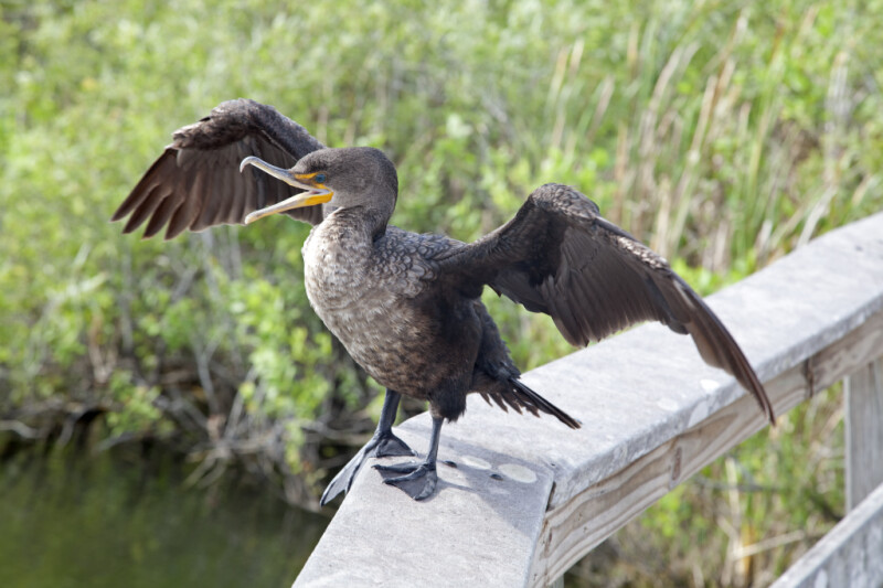 Double-Crested Cormorant Squawking with its Wings Spread