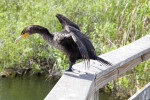 Double-Crested Cormorant Standing on a Ledge with its Wings Spread