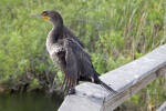 Double-Crested Cormorant Standing on Edge of a Rail