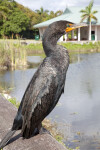 Double-Crested Cormorant Standing on Edge of  Post