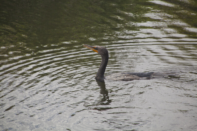 Double Crested Cormorant Swimming Through Water