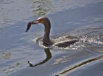Double Crested Cormorant Swimming with Fish in its Beak