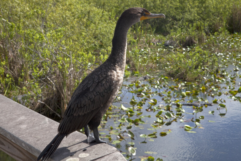 Double-Crested Cormorant with its Neck Extended
