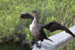 Double-Crested Cormorant with its Wings Fully Opened