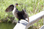 Double-Crested Cormorant with its Wings Spread and Head Turned