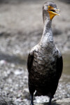 Double-Crested Cormorant