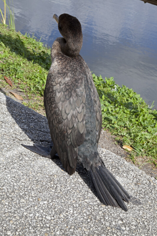 Double-Crested Cormorant's Back