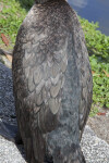 Double-Crested Cormorant's Feathers