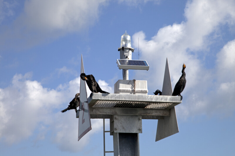 Double-Crested Cormorants Resting on a Tower