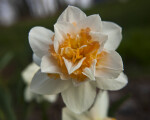 Double Daffodil Close-Up