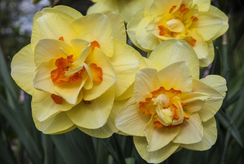 Double Daffodil with both Rounded and Pointed Petals