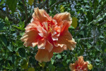 Double Hibiscus Flower
