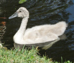 Downy Cygnet