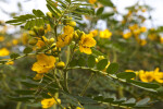 Downy Senna Branch