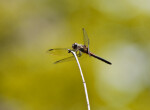 Dragonfly Resting on Top of Bare Branch