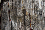 Dragonfly Resting on Trunk of Tree with Dripping Sap