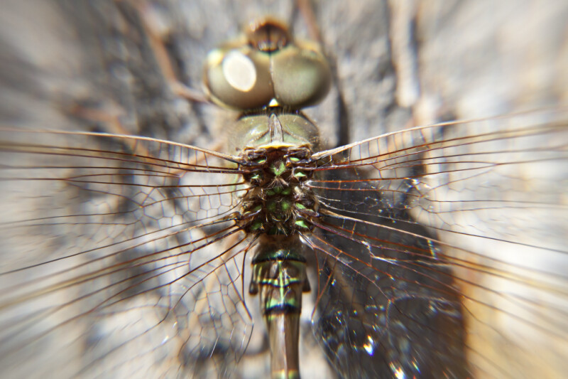 Dragonfly Thorax
