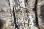 Dragonfly Wing Close-Up