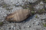 Dried, Brown Coconut at Biscayne National Park