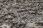 Dried Coral and Sand at Biscayne National Park