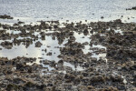 Dried Coral and Water