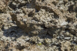 Dried Coral at Biscayne National Park