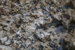 Dried Coral Sparsely Covered in Sand