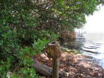 Driftwood and Mangroves