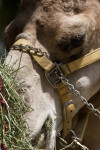 Dromedary Eating