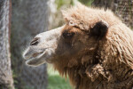 Dromedary from Side