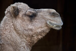 Dromedary Head