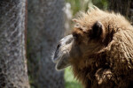 Dromedary Looking Away