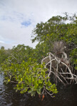 Drooping Mangrove Branches Hovering Above Halfway Creek at Everglades National Park