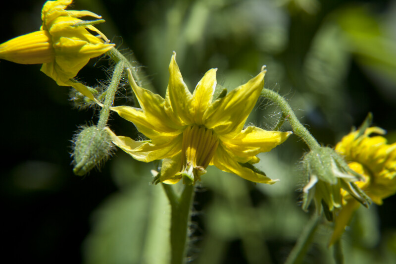 Drooping Yellow Tomato Blossoms and Hairy Buds
