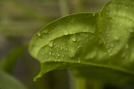 Droplets of Water on Leaf