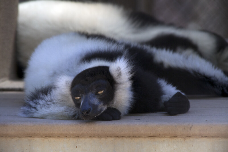 Drowsy Lemur at the Sacramento Zoo
