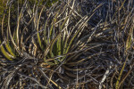 Dry Aloe Plant