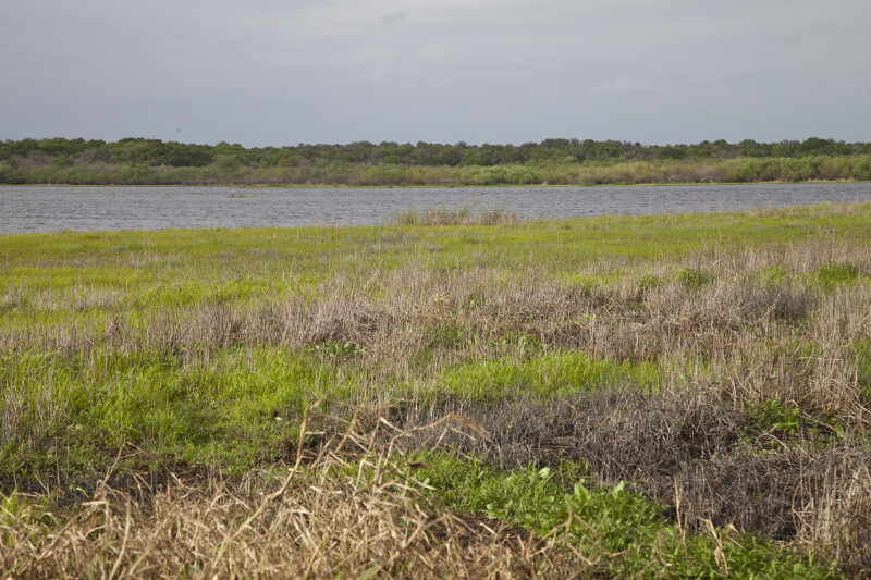 Dry and Lush Grass at Myakka River State Park