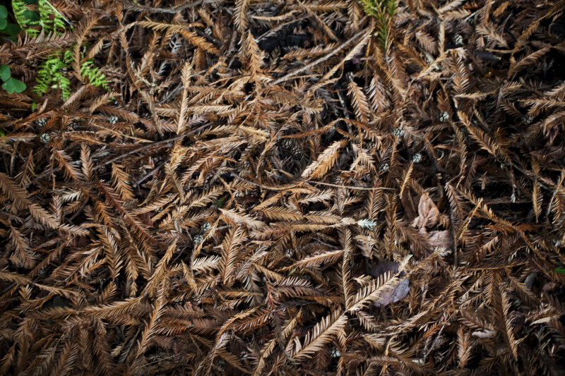Dry, Brown Redwood Leaves