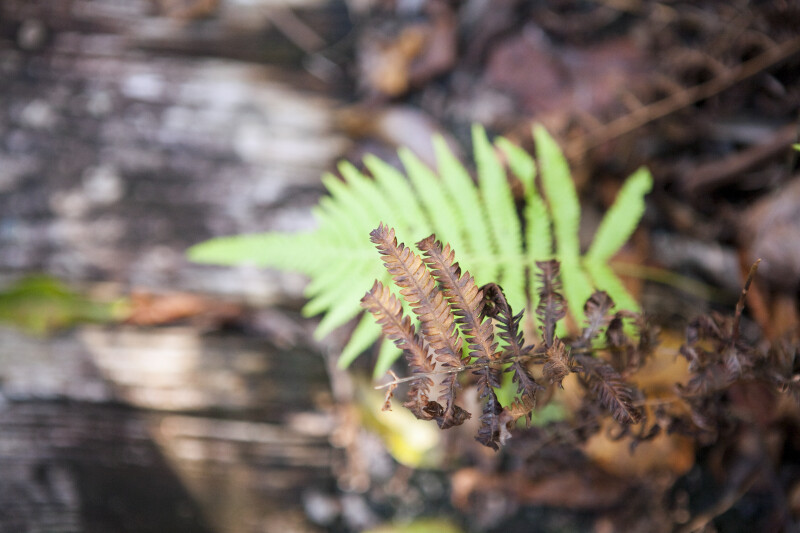 Dry Fern Leaves with Brown and Black Coloring