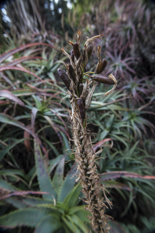 Dry Flowering Stalk of a Succulent Plant with a Few Supple Buds