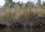 Dry Grass Growing Alongside Halfway Creek in Everglades National Park