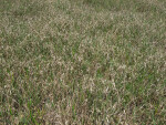 Dry Grass