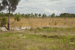 Dry Grassy Area at Circle B Bar Reserve