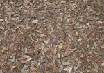 Dry Groundcover