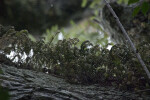 Dry Resurrection Fern