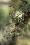 Dry Resurrection Ferns